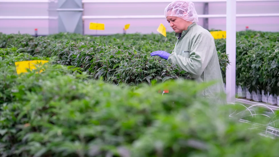 Aurora Nordics anläggning för odling av medicinsk cannabis i Odense i Danmark.