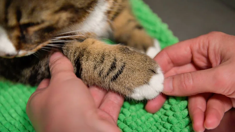 Kvinnan väntade på att katten skulle dö hemma istället för att ta den till veterinären. (Katten på bilden är inte samma katt).