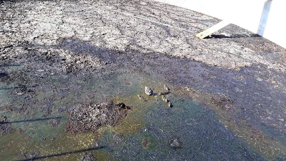 En andfamilj, en mamma och sju ungar har ramlat ner i en gödselbrunn.