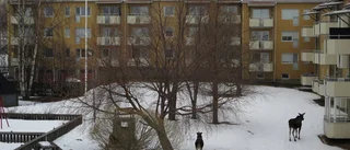 Älgar strosar på innergård