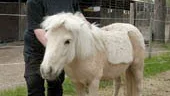 Hästboxar blir det stort behov av, konstaterar Lotta Ekstedt i tävlingsledningen. Här tillsammans med ponnyn Nisse, som är för liten i det här sammanhanget.
FOTO: TITTI OLOVSSON
