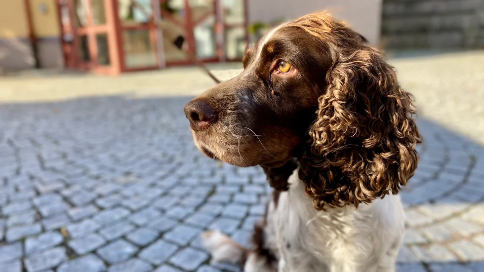 "Jag älskar att jaga rådjur, dovhjort och kronhjort", säger Ida, 7 år. "Mina ägare säger att jag är lugn, snäll och gosig. Men när jag är ute och jagar så taggar jag till."