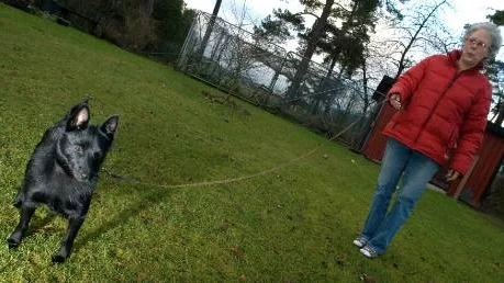 Lugnet före stormen. Än så länge går schipperke-hunden Frey omkring med matte Harriet Åberg ute i Kuddby, men i helgen är han en av över 10.000 hundar på Stockholmsmässans hundutställning i Älvsjö!                                                                                  Foto: Patrik Larsson