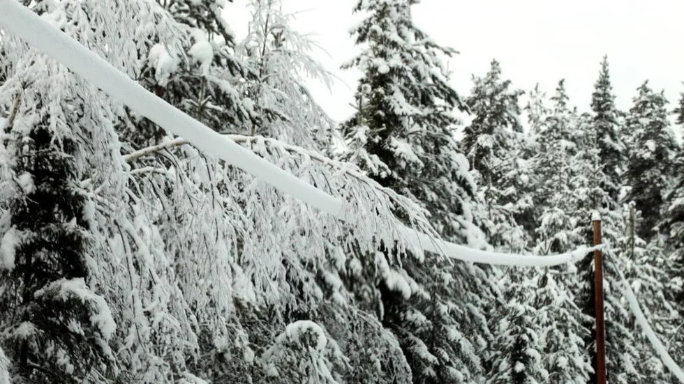 Snötyngda träd kan orsaka strömavbrott när de ligger på elledningarna.(arkivfoto).