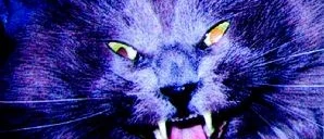 Varken för kattälskare eller -hatare