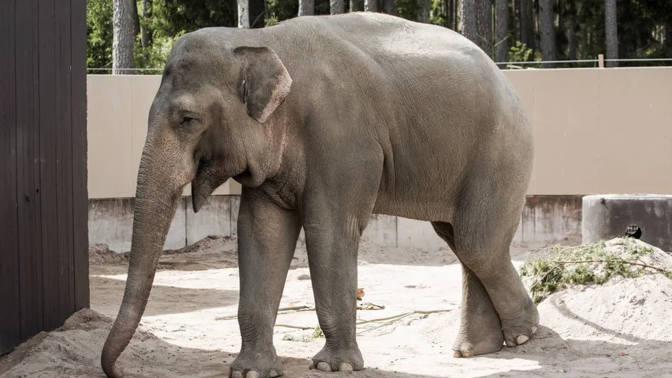 Jätteelefant. Den 17 år gamla elefanttjuren Tonsak väger hela 4,2 ton och är den största elefanten Kolmården har hanterat.
