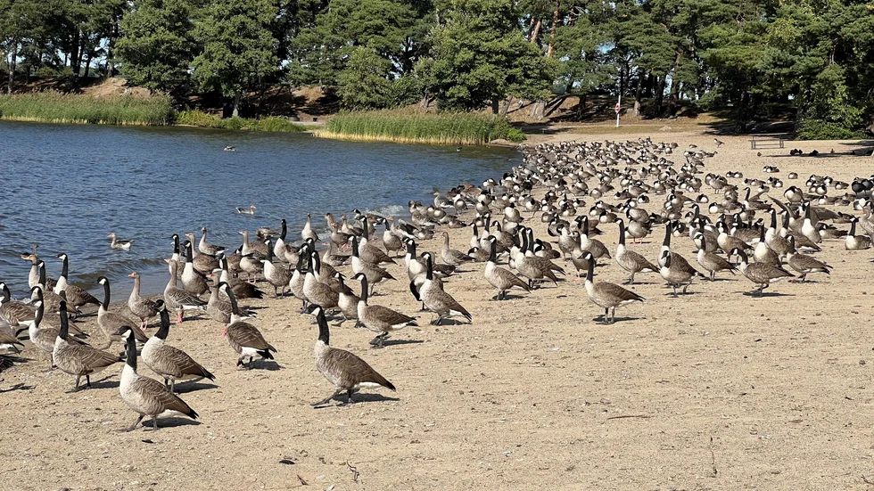 Kanadagässen i Sundbyholm är ett återkommande problem varje sensommar och tidig höst.