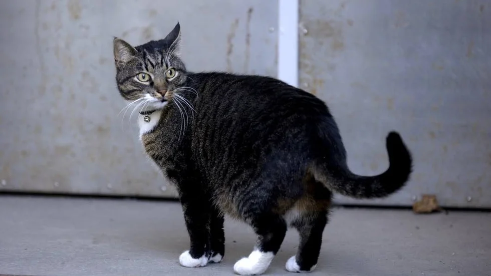 En vanlig anledning till att kattägare väljer bort kastrering är kostnaden för operationen, tror AnnCharlott Johansson, från distriktsveterinärerna. 

– Men i längden tjänar man på att låta kastrera katten, anser hon.