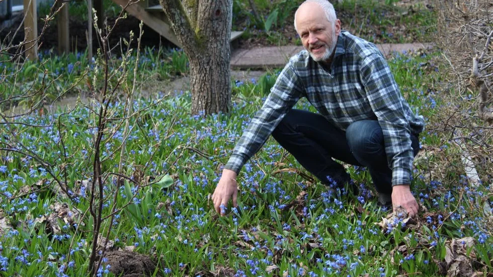 Så här års är det alldeles blått av scilla i Leif Svenssons trädgård, något som bland andra bina uppskattar.