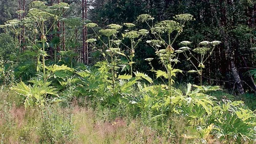 Giftig växtsaft. Björnlokorna i Södra Vi kan orksaka brännskador och är särskilt farliga om den skadade huden utsätts för solljus.