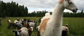 Lamahingsten Edvin vaktar fåren