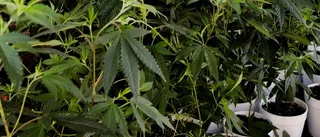 Fann stor mängd cannabis
