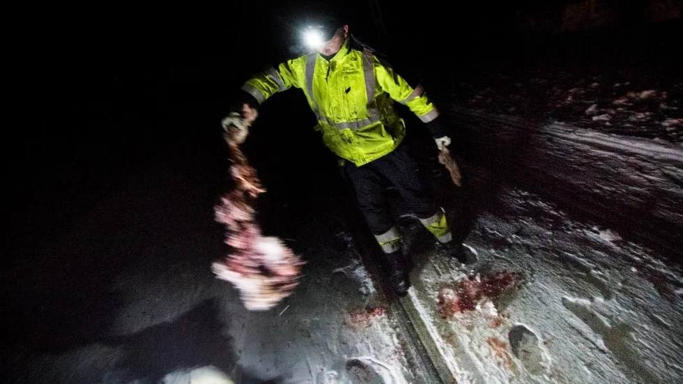 Bilden är från 2013, VR Track röjer spårområdet från rester av överkörda renar. 2012 dödades mer än 500 renar längs banan mellan Gällivare och Svappavaara. Förra vintern förlorade Gabna sameby 400 renar på sträckan norr om Kiruna.