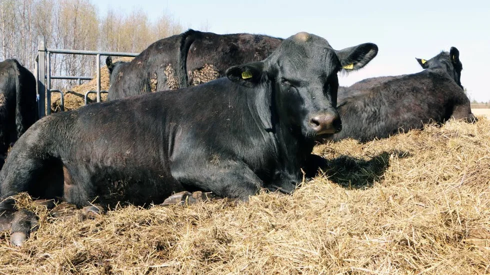 Rasen Angus kommer från Skottland. De här djuren bor dock i Lakafors.