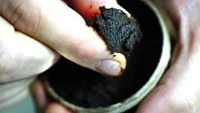 Om även svenskt snus orsakar muncancer är en omtvistad fråga. Det står dock klart att muncancer i flera fall drabbat snusare på precis det ställe där de brukar lägga in prillan.