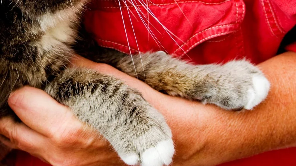 Oklippta klor kan leda till åtal för djurplågeri om katten far illa av det.