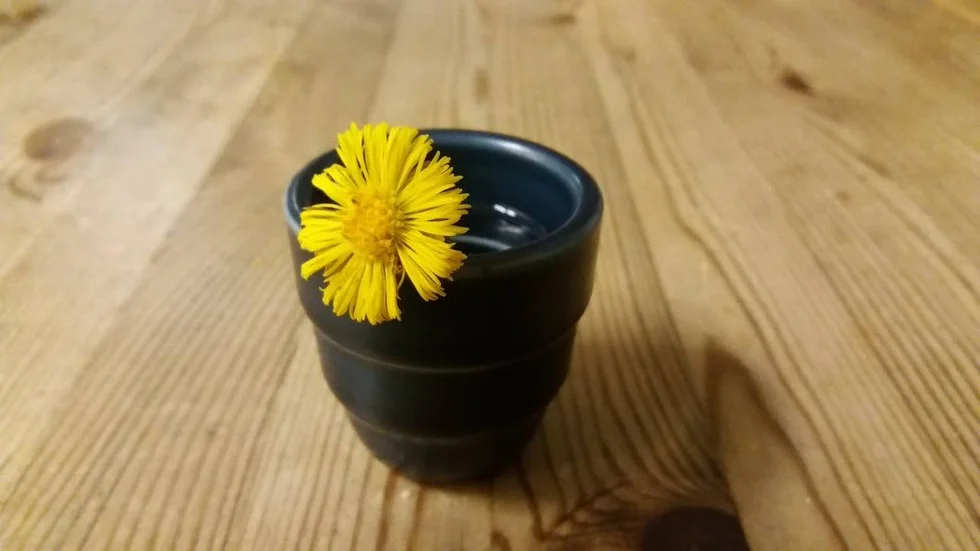 Tussilagon hittades i Håga på lördagen.