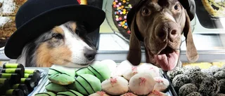 Voff! Här kan du ta med hunden på kafé