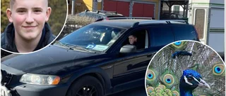 Familjetjafs bland påfåglarna – måste separera ✓Oliwer Nilsen, 15, kör in pengar till nybygge: "En bra gärning"