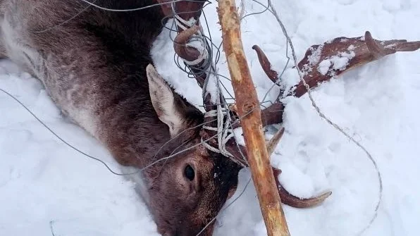 Avlivades. Dovhjorten hade både vitt plaststängsel och järntråd intrasslat i hornen och runt halsen. Skyddsjägare avlivade det skadade djuret.