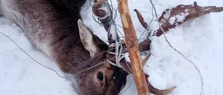 Plågsam död för intrasslad hjort