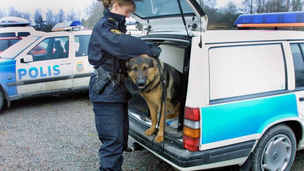 Ersättning. En polishund förstörde lacken på bilen för en man från Tierpstrakten. Nu får mannen 3 600 kronor i ersättning av polisen. Varken hund eller hundförare på bilden har något med den aktuella händelsen att göra.