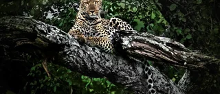 Parken Zoo drömmer om leopardungar – hämtar hem hane från England
