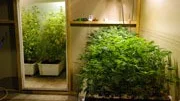 Cannabisfabriken.