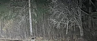 Vargen korsade Axels väg – han följde efter: "Dyker upp vid den här tiden"