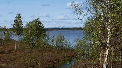 Så kommer sommaren krypande också till Lappland.