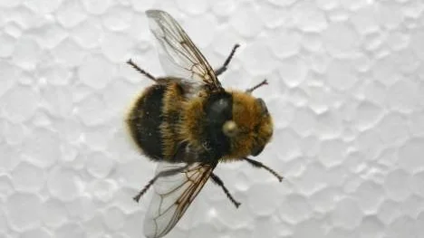 Trots att det är ovanligt så finns det dokumenterade fall då nässtyngflugan har sprutat larver i människors ögon istället för i älgens näsborrar.