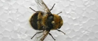 Fluga sprutade larver i skogsvandrares öga