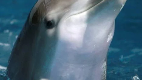 Delfinernas förfäder levde för flera miljoner år sedamn på land.