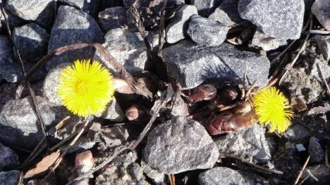 Vårens soligaste tussilago bryter sten på Pitholm.
