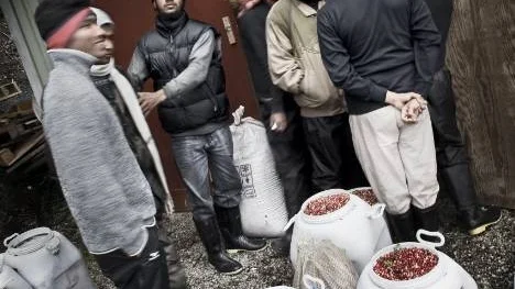 En del av de utländska bärplockare som vistats i Sverige har fått jobba under vidriga villkor. Du som konsument har i dag ingen chans att veta under vilka villkor bärråvaran till den blåbärs-, hjortron- eller lingonsylt du äter har plockats.