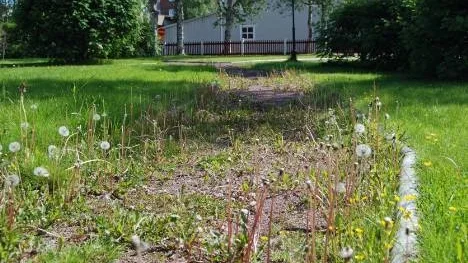 Vildvuxet är bara förnamnet. Maskrosorna ser ut att trivas bra på grusgången i Johannaparken.