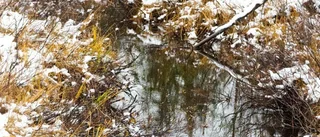 Naturskyddsföreningen vill skärpa lagen