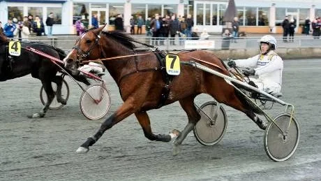 vinnare. Jesper R Nilsson-tränade Bagno och kusken Patrik Nygren övertygade på Peabtravet och vann för tredje gången på fyra senaste starterna. Foto: Jens Bäckström
