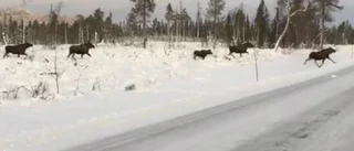 TV: Trodde knappt sina ögon – när älgkaravanen tågade ut på vägen