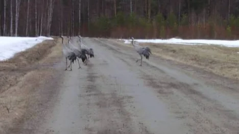 Säkert vårtecken, trandans efter Rövelbrovägen i Norrfjärden.