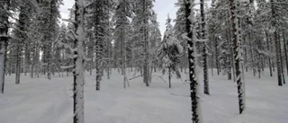 Avverkningen på Storön börjar i dag