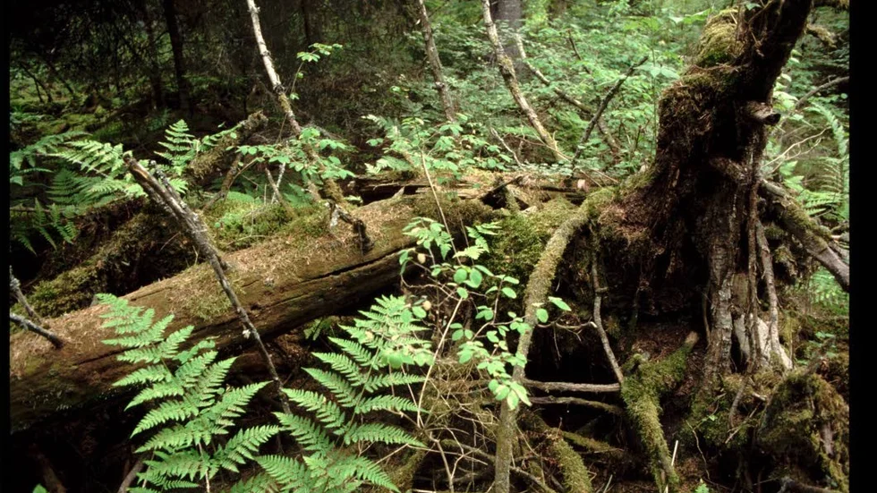 Ska skyddas. Urskogsområden och myrmarker finns bland de nya naturreservat som ska bli verklighet i Norrbottens län efter uppgörelsen med Sveaskog.