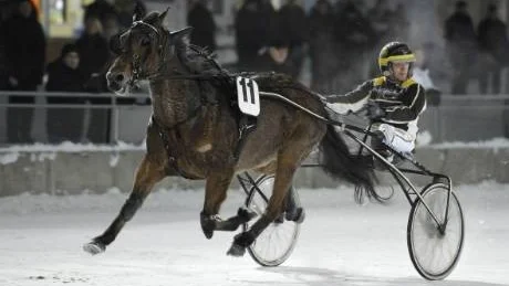 VINNARE. Sigge P.H. tränas av Helmer Hedlund men kördes i går av Petter Lundberg. Ekipaget vann ett V65-lopp på Peabtravet.