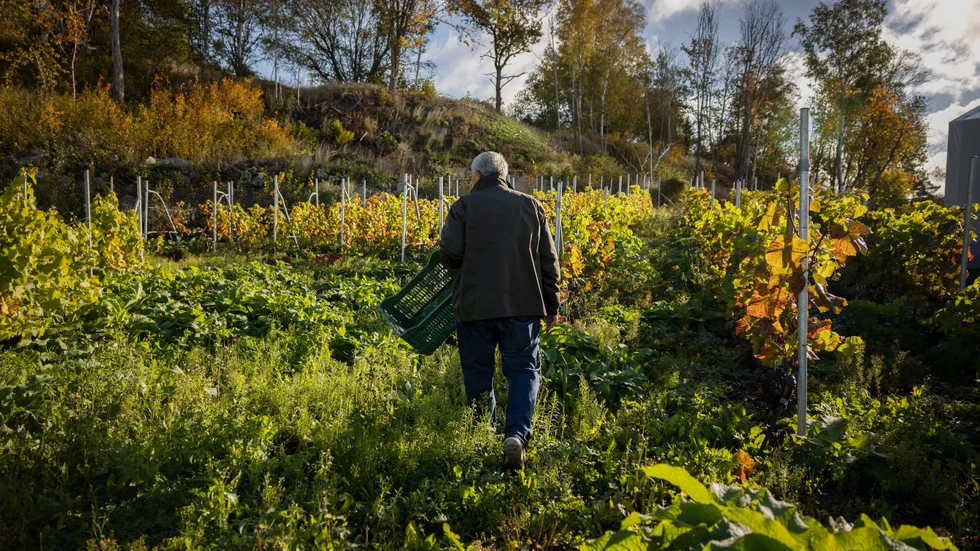 Länna Bruk dryckeshandel, en vingård i Uppsala där det hade varit trevligt att kunna köpa en flaska vin.