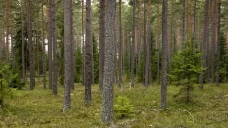 stiftägd skog. Vem ska ta hand om virkesförsäljningen i framtiden? Den frågan aktualiseras i och med förslaget om ett gemensamt stiftsägt bolag.Foto: Anders Wiklund / SCANPIX