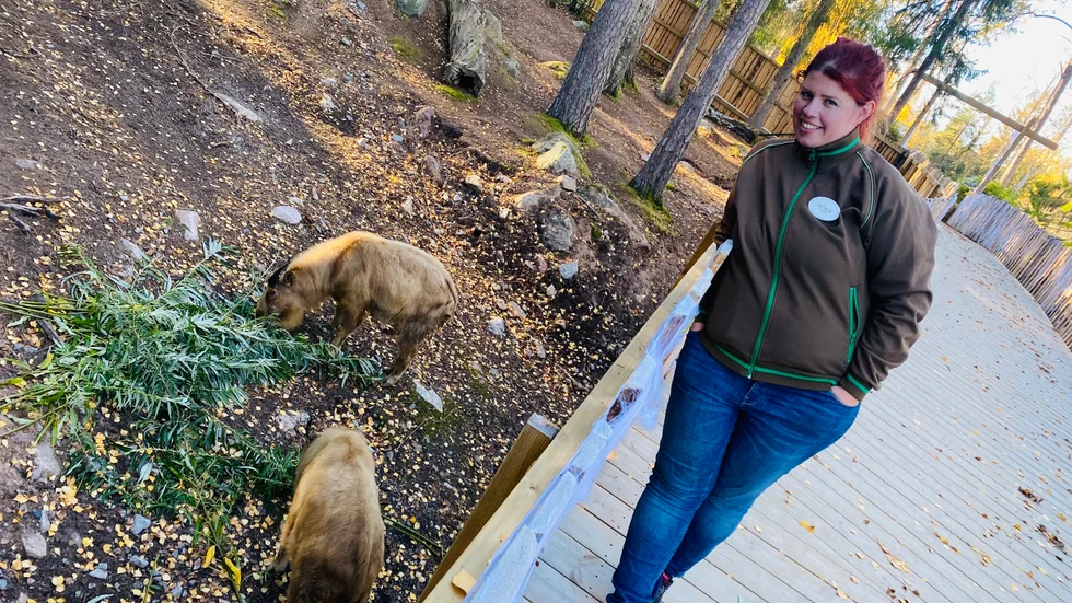 – De är närmast besläktade med får och getter, säger Natalie Magnusson.  
