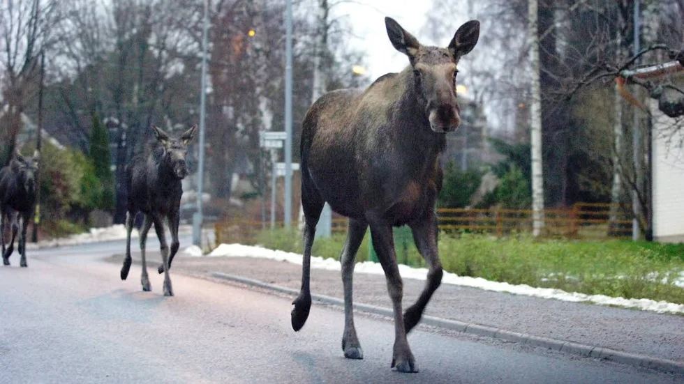 Bilden är hämtad från Norrbottens-Kurirens bildarkiv och föreställer alltså inte den aggressiva älgkon i Svappavaara.