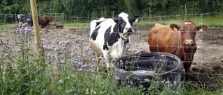 Kvigor på rymmen siktade vid tjärn