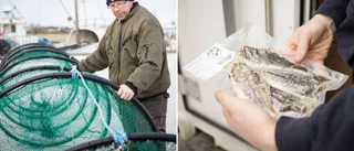 Gotländskt företag får fin utmärkelse – har chans att bli Årets bonde 2022