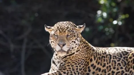 Jaguaren är världens tredje största kattdjur.